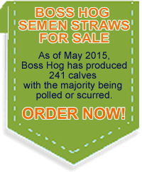 Semen Sale at Bunjurgen Charbray Boss Hog Semen Sale