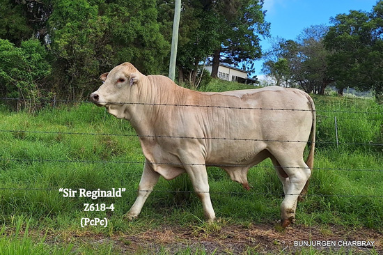 Charbray Cattle