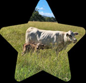 Charbray heifer