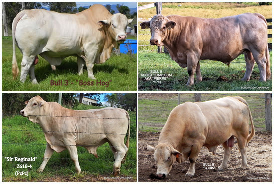 Charbray Cattle