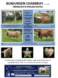 Bunjurgen Charbray - Specialists In Polled Cattle